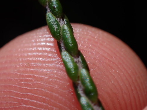 Image of Lachnaea penicillata by (c) Ren Hoekstra, some rights reserved (CC BY)