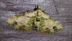 Chloroclystis sphragitis