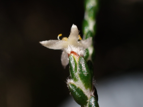 Image of Lachnaea penicillata by (c) Ren Hoekstra, some rights reserved (CC BY)