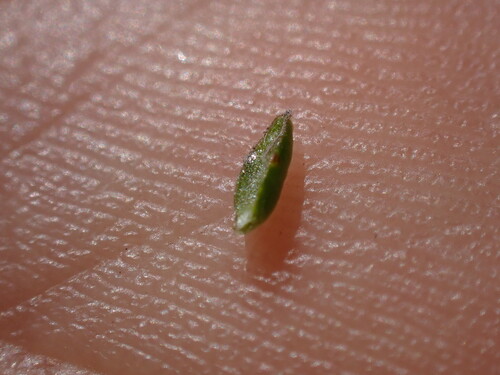 Image of Lachnaea penicillata by (c) Ren Hoekstra, some rights reserved (CC BY)