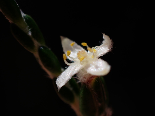 Image of Lachnaea penicillata by (c) Ren Hoekstra, some rights reserved (CC BY)