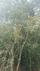Vitex quinata