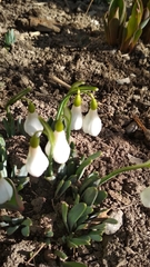 Galanthus alpinus