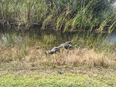 Alligator mississippiensis image