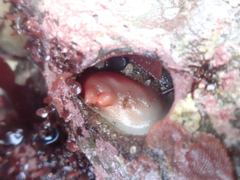 Cnemidocarpa finmarkiensis