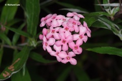 Arachnothryx leucophylla