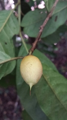 Capurodendron