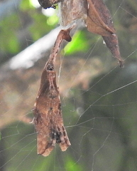 Arachnura scorpionoides