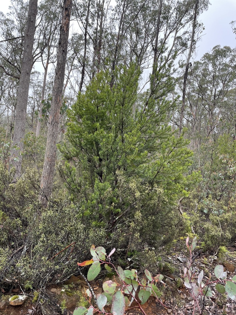 Persoonia muelleri from Snow Hill Forest Reserve, Royal TAS, AU