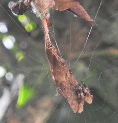 Arachnura scorpionoides