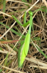 Miomantis caffra