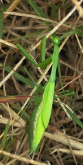 Miomantis caffra
