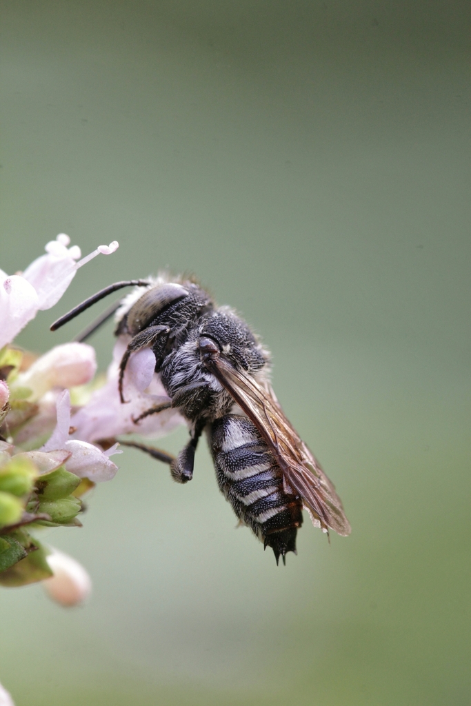 Coelioxys osmiae