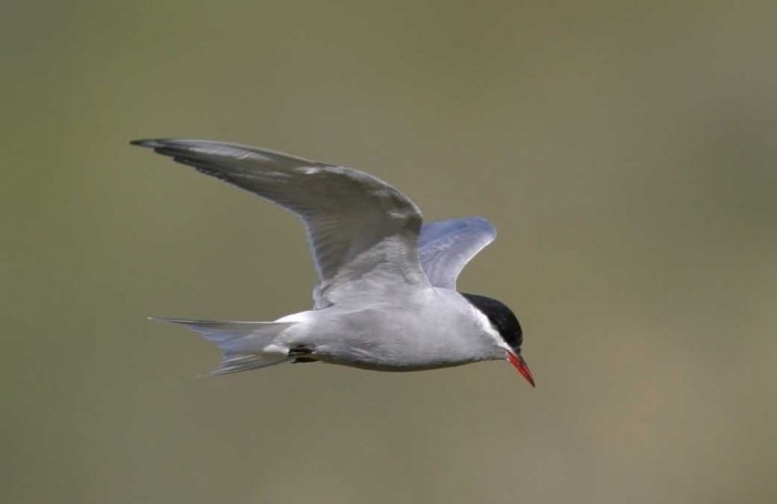 Kerguelen Tern