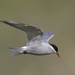 Kerguelen Tern - Photo (c) WoRMS for SMEBD, some rights reserved (CC BY-NC-SA)
