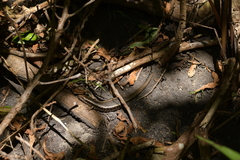 Oligosoma kokowai