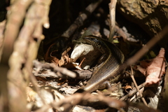Oligosoma kokowai
