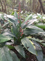 Alpinia intermedia
