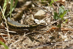 Oligosoma kokowai