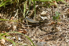 Oligosoma kokowai