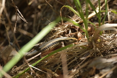 Oligosoma kokowai
