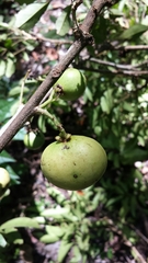 Deinbollia pervillei