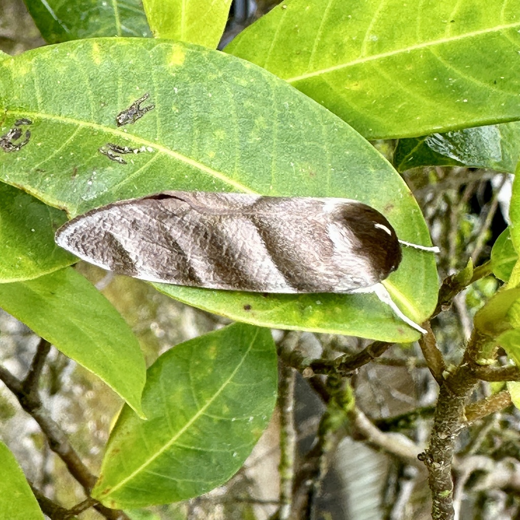 Aiteta subflava