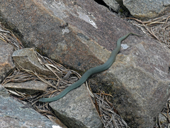 Drysdalia coronoides