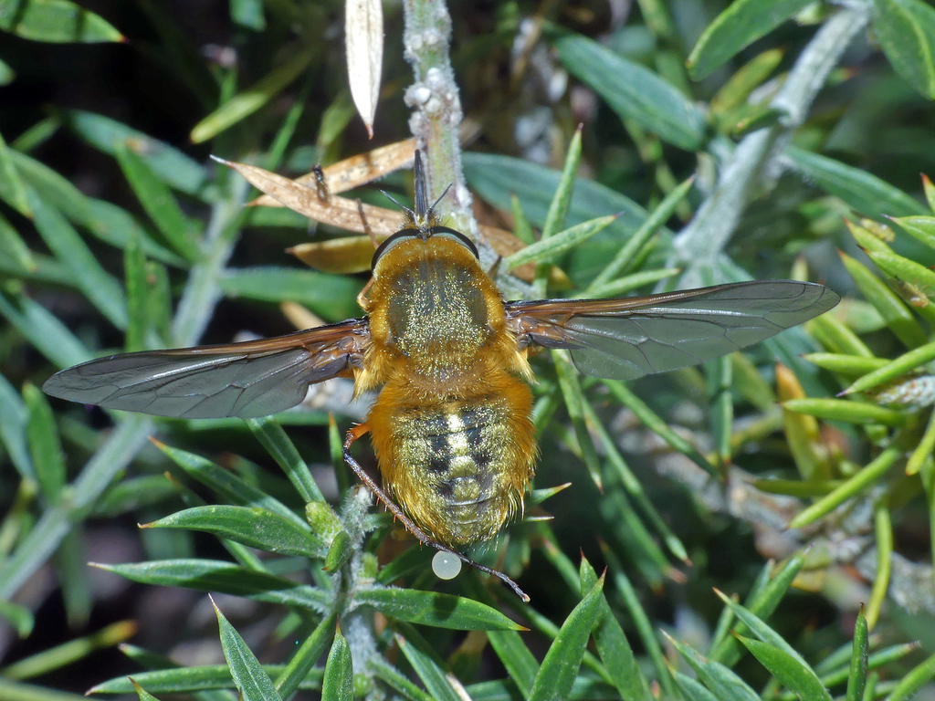 Sisyromyia aurata