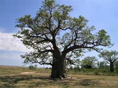 Adansonia gregorii