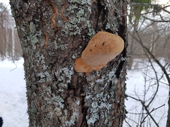 Phellinus alni