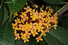 Ixora congesta