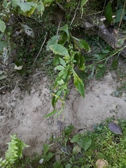 Senecio rufiglandulosus