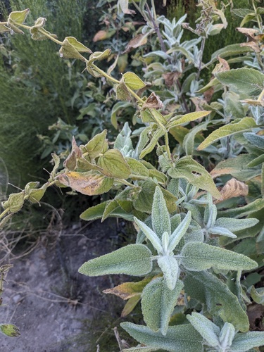 Lepechinia fragrans