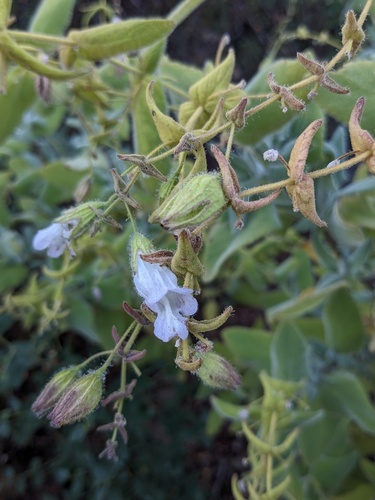 Lepechinia fragrans