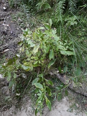 Senecio rufiglandulosus