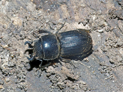Lissotes latidens