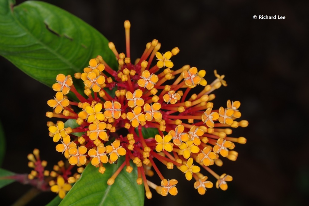 Ixora congesta (Ixora congesta)