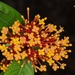 Malayan Ixora - Photo (c) venus5026, some rights reserved (CC BY-NC), uploaded by venus5026