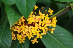 Ixora congesta