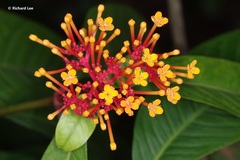 Ixora congesta