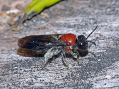Callomelitta picta