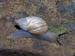 Bothriembryon tasmanicus