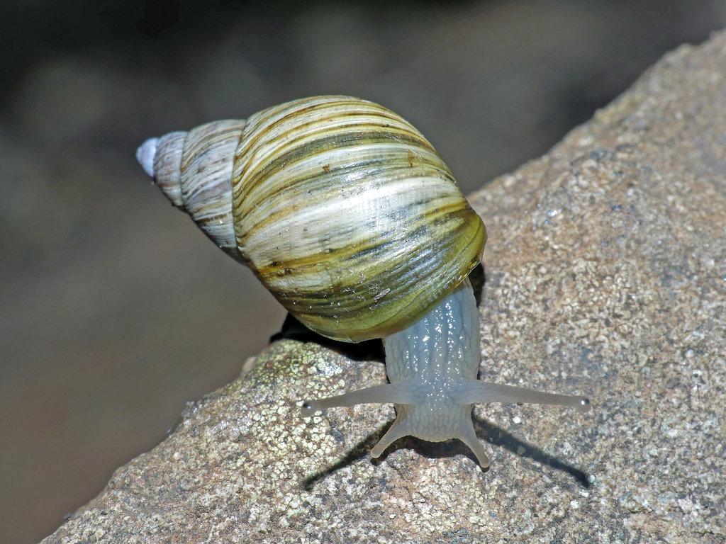 Bothriembryon tasmanicus