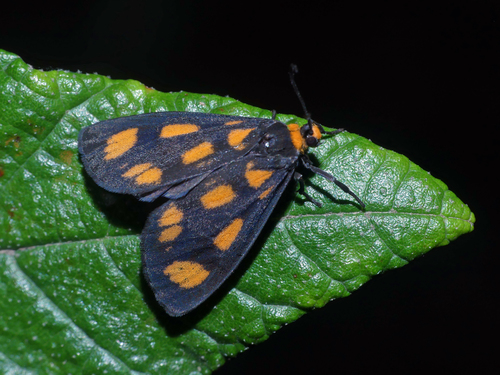 Asura cervicalis