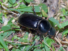 Acrossidius tasmaniae