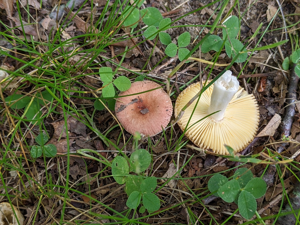 brittlegills from Addison Oaks County Park on July 26, 2023 at 1045 AM