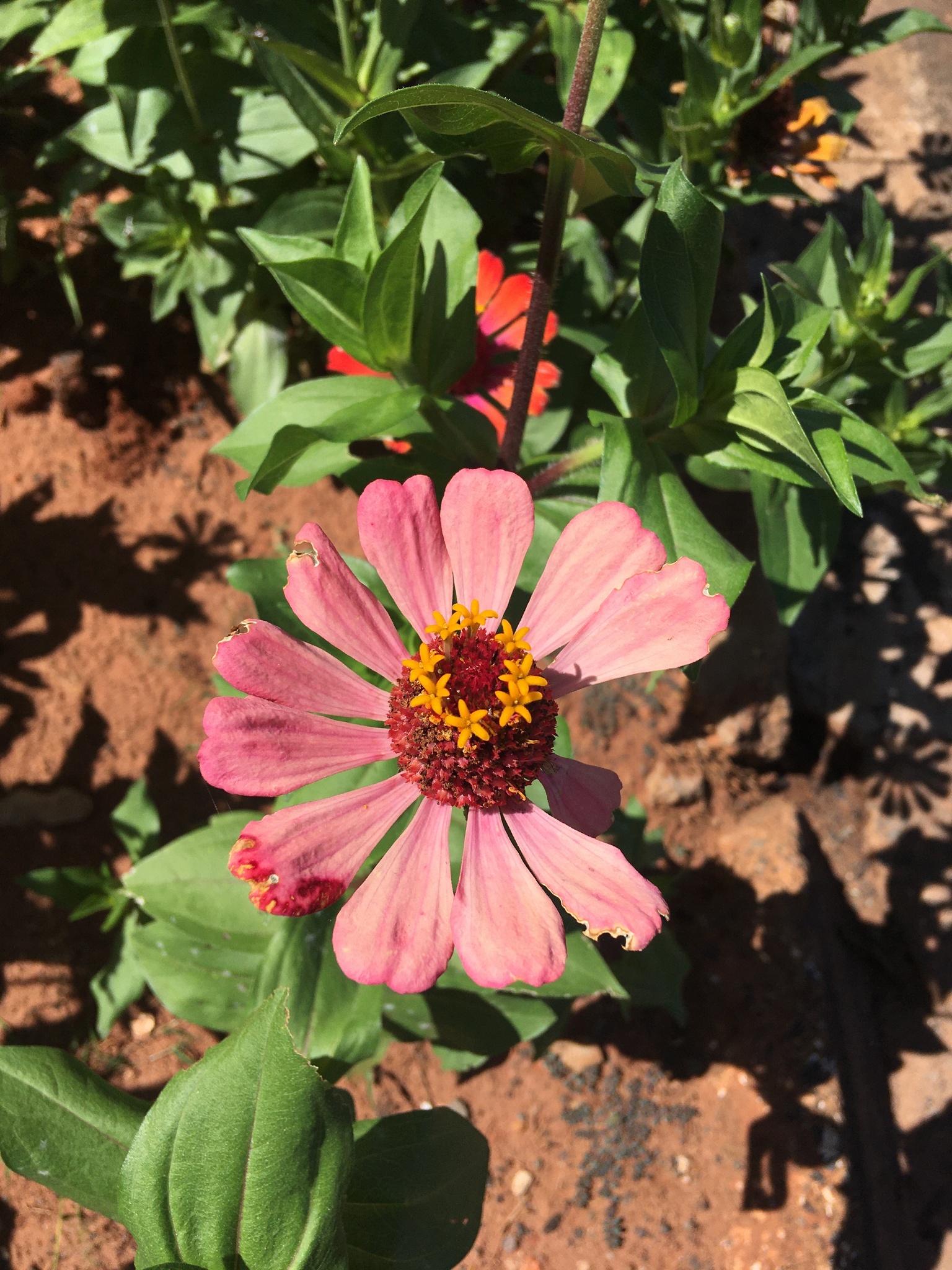 Zinnia elegans