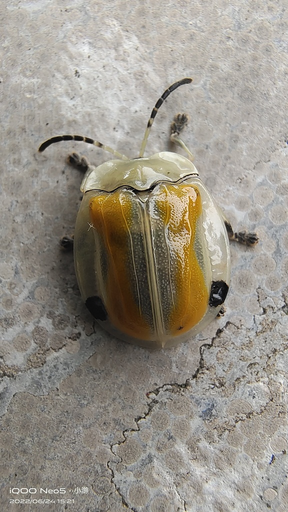 Basiprionotini