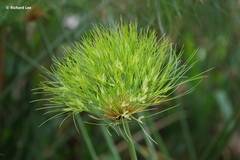 Cyperus papyrus